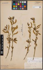 Foto von Salix fragilis L.